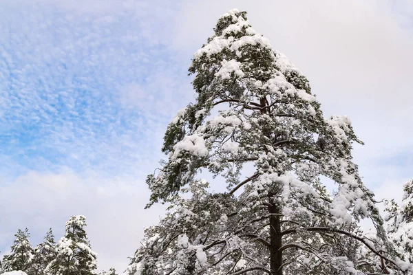 A fenyőfát hó borítja. Fa tetején egy napsütéses napon. — Stock Fotó