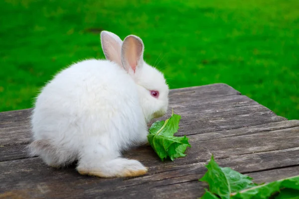 Hasen im Freien. Kleines, süßes weißes Kaninchen sitzt auf Holztisch. — Stockfoto