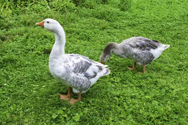 Los gansos grises caminan en un prado verde en primavera y comen hierba. — Foto de Stock
