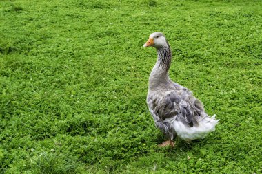 Köydeki bir çiftlikte gri kaz. Genç yeşil çimlerde yürür