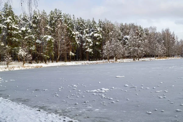 Kiefern am Ufer mit schneebedeckten Ästen und zugefrorenem Waldsee. — Stockfoto