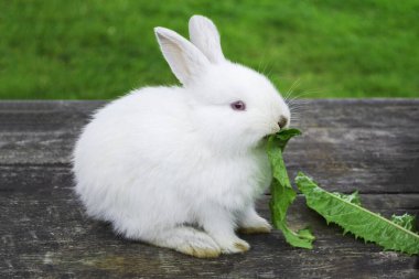 White bunny rabbit outdoors. Little, cute, sit and eat leav in garden.