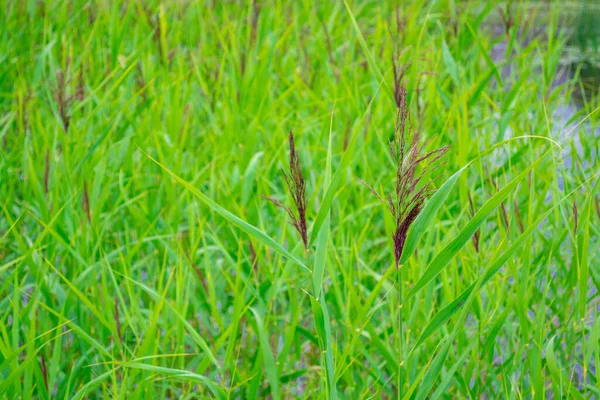 绿色天然背景 在拉脱维亚的乌斯马斯湖岸有选择地集中种植芦苇和甘蔗 — 图库照片