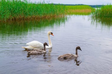 Anne kuğu ve iki küçük gri bebek Letonya 'daki Usmas Gölü' nde sazlıklar arasında yüzüyor. Doğadaki kuşların ailesi.