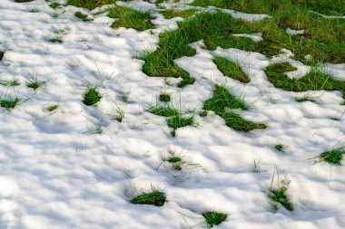 Buzlar çözülsün. Beyaz karlar arasında büyüyen yeşil çimenler.