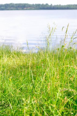 Daugava nehri kıyısındaki parlak, lezzetli yeşil çimlerin yakın çekimi..