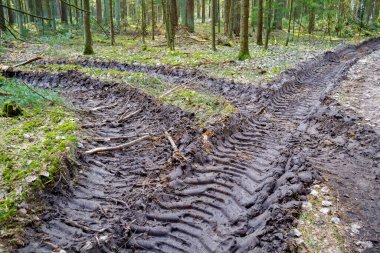 Buldozer yükleyici lastik. Ormanların tahrip edilmesi, kereste kaldırılması.