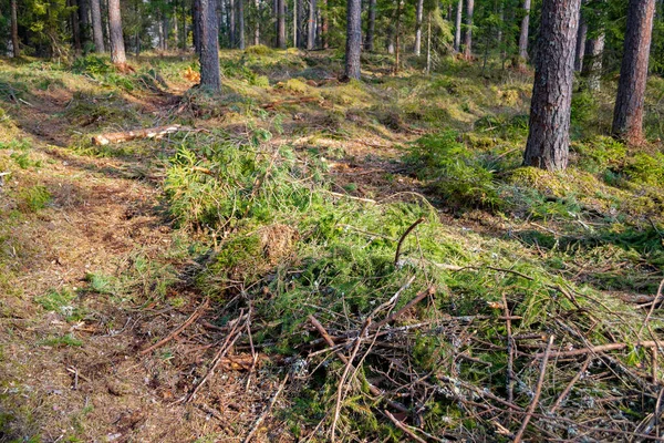 Pile branches, tire wheels trace. Deforestation and logging, forest clearing. — Stockfoto