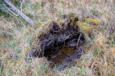 Fallen tree in forest after hurricane in swamp. National nature Park Kemeri