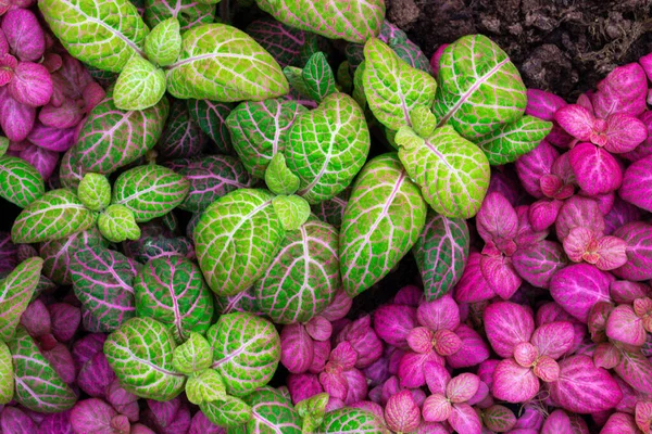 Colorful leaf texture, for background. Mix of fittonia albivenis plants, — Stockfoto