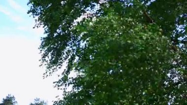 Yakın plan huş dalları beyaz bulutlu mavi gökyüzüne doğru sallanıyor..