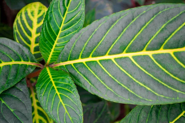 植物Sanchezia speciosa Leonard 。顶部视图。鲜活绿叶的特写. — 图库照片