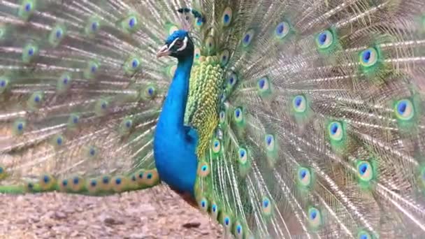 Il pavone scuote piume e balli. Ha diffuso brillante, bella coda. — Video Stock