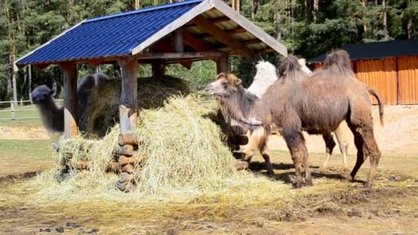 Alimentador de animales. Los camellos suben al dosel y comen heno. — Vídeos de Stock