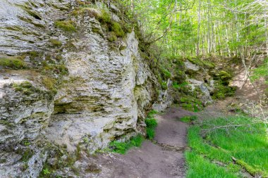 Dolomite kayası parçası ormanda. Bahar ya da yaz arkaplanı.