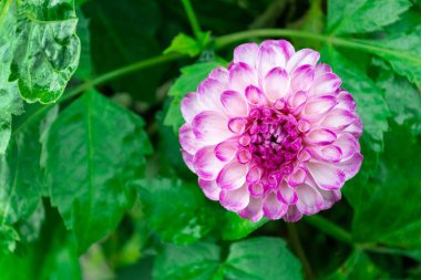 Parlak menekşe pembe çiçek açan kasımpatı. Yapraklarında koyu mor uçlu..