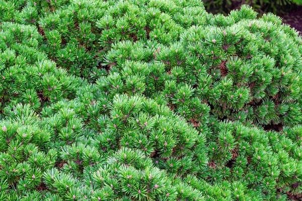 Close up of spruce with decorative round branches. Natural green background. — Stock Photo, Image