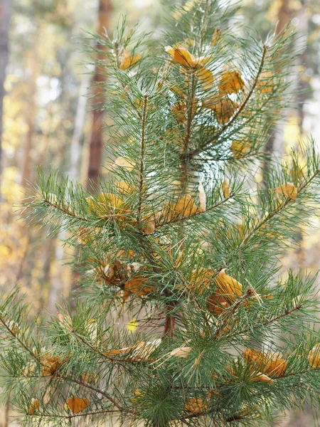 Осінь в сосновому ліснику. Природа в околицях Пружані, Берестейська область, Білорусь. . — стокове фото