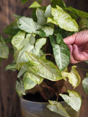 Çiçek bitkisi. Yaşlı bir kadının elleri bitkiyle ilgileniyor ve Sengonyum Podophyllum 'un orijinal yeşil ışık yapraklarını gösteriyor.