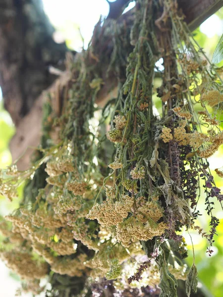 Season Harvesting Medicinal Herbs Bunches Medicinal Herbs Suspended Dried Naturally — Stock Photo, Image