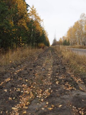 Yol boyunca kozalaklı ormanlarda toprağı süren yangını önleme. Rus ormanlarının korunması..