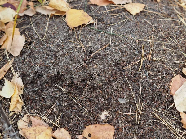 Fourmilière Dans Forêt Faite Aiguilles Branches Pin Abrite Une Grande — Photo