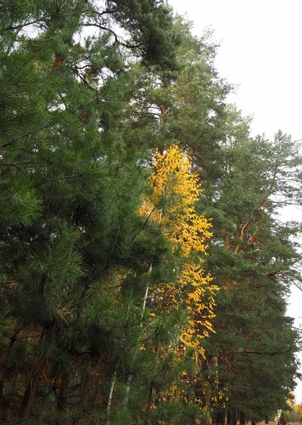 Höstens Säsongsbetonade Bakgrund Gyllene Björkar Bakgrunden Vintergröna Barrträd — Stockfoto