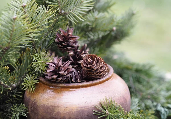 Kerstmis en Nieuwjaar natuurlijke achtergrond. Veer kegels in een klei pot onder sparren takken. — Stockfoto