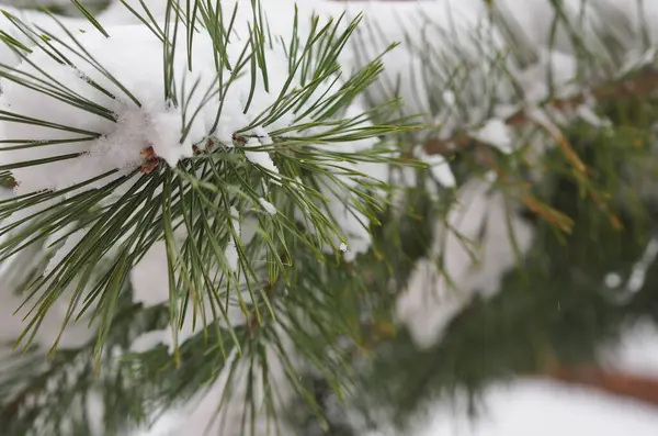Weihnachtsbaumzweig Mit Schnee Neujahrsgrüße Background Copy Space — Stockfoto