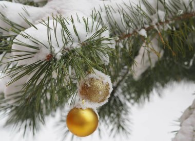 Karlı Noel ağacı dalları ve yeni yılın sarı altın topları. Yeni yıl tebrikleri. Boşluğu kopyala.