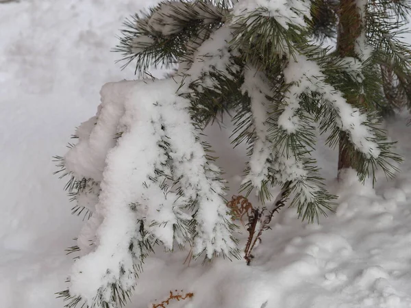 Matin Givré Dans Lequel Ont Été Photographiées Des Branches Pin — Photo