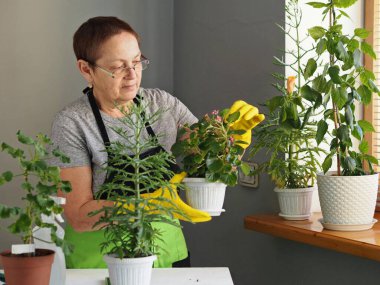 Ev bitkilerini sulayan ve bakımını yapan bir kadın. Bitki yetiştirme ve bahçecilik geçmişi.