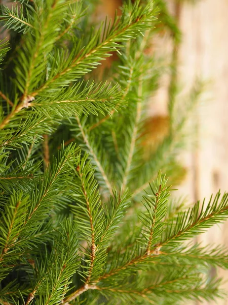 Festive Background Christmas Fir Branches Spruce Pine Cones Wooden Vintage — Φωτογραφία Αρχείου