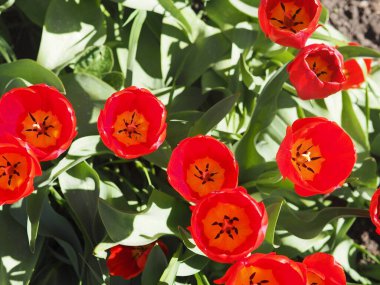 Bahar çiçeği arka planı. Güneşli bir günde kırmızı laleler. Yukarıdan görünüşü.