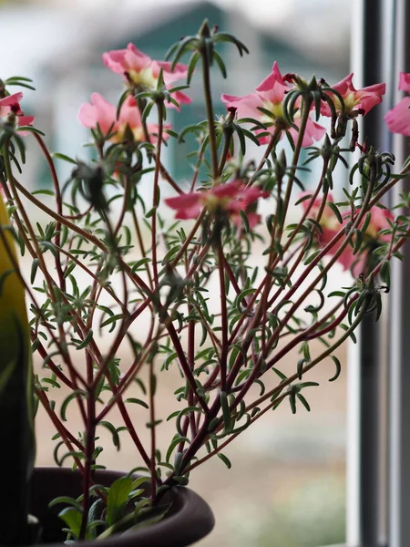Indoor Ornamental Deciduous Plants Pink Flowers Windowsill House Window City — Stock Photo, Image