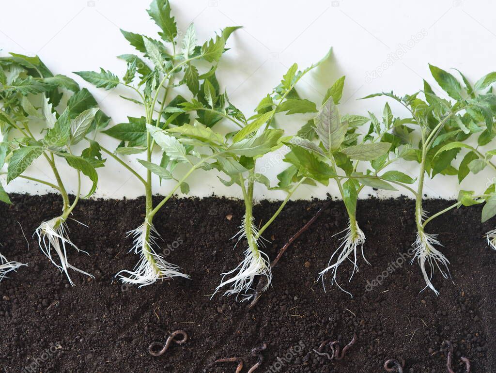 Botanical background. Earthworms that are useful and live in the soil. They help to loosen the ground.Layout of tomato plants with roots in the soil and earthworms.