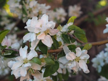 Bahar arka planı. Elma ağaçlarının beyaz çiçekleriyle dolu bir dal.
