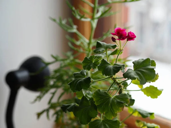 Inicio Flor Pelargonio Con Otras Plantas Ventana Invierno Florece País —  Fotos de Stock