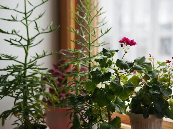 Inicio flor pelargonium con otras plantas en la ventana en invierno florece en el país del norte de Rusia, Floricultura y cultivo de plantas. — Foto de Stock