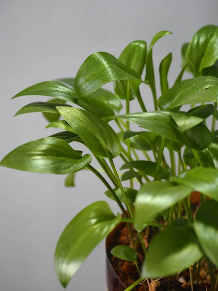 Plante Intérieur Adulte Drimiopsis Repéré Sur Fond Gris Cultivé Maison — Photo