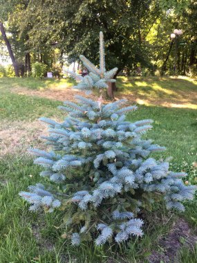 Parktaki gölde küçük tüylü ladin. Soylu topraklar eğlence için korunuyor..