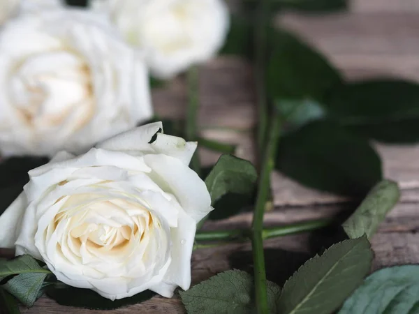 Κοντινό Πλάνο Μπροστά Όψη Λευκά Τριαντάφυλλα Πράσινα Φύλλα Απλώνονται Ένα — Φωτογραφία Αρχείου
