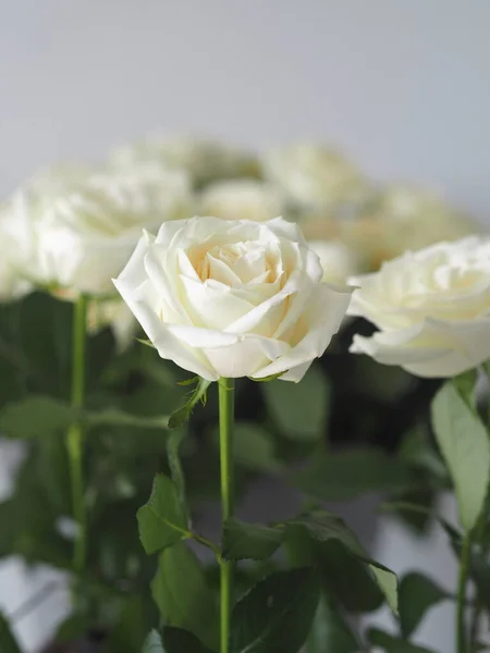 Espacio Para Texto Fondo Saludo Primer Plano Rosas Blancas Contra —  Fotos de Stock