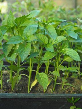 Biber tohumları. Serada taze taze biber tohumları. Karaya çıkmak için her şey hazır..