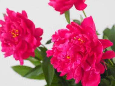 Açık gri arkaplanda kestane rengi ya da kırmızı şakayık çiçekleri yakın plan. Çiçek arkaplanı. Mesajlar için yeri olan tebrik kartı..