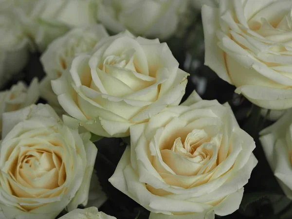 Helyet Szövegnek Üdvözlő Háttér Közelkép Virágok Fehér Rózsa Háttérben Egy — Stock Fotó