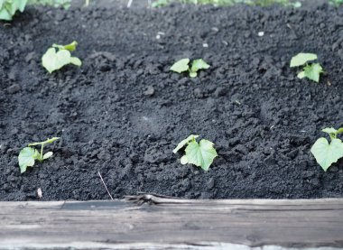 Tarım endüstrisi. Sebze bahçesindeki genç salatalıklar..