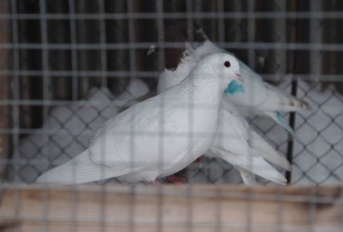 Evcil güvercinler kışın kafeslerde otururlar. Daha süslü bir güvercin üremek için kanatlarını boyamıştır..