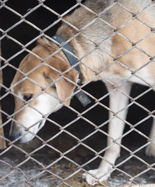 Un jeune chien de chasse est assis dans une volière derrière un filet. Elevage de chiens de race. Contexte pour l'élevage de chiens. — Photo