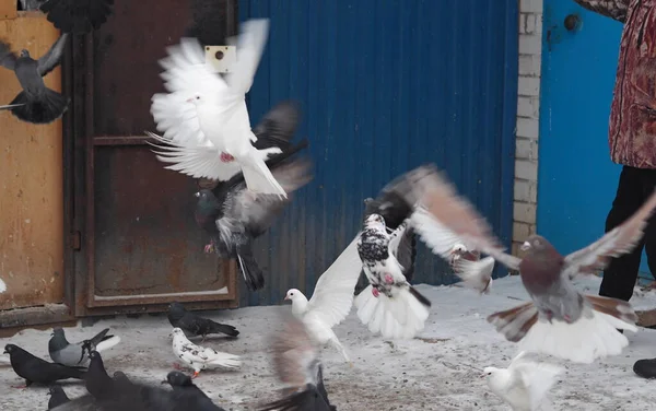 En flock tama duvor en vinterdag i snön foder på gården. Flygande duvor i förgrunden, en hobby för duvälskare. — Stockfoto